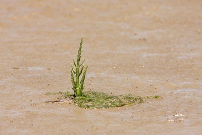 BUITEN BEELD Foto: 31681