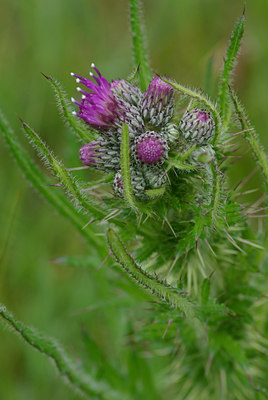 BUITEN BEELD Foto: 31802