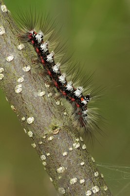 BUITEN BEELD Foto: 31818