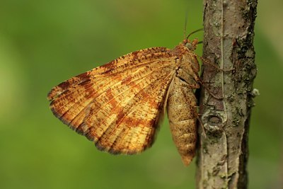 BUITEN BEELD Foto: 31820