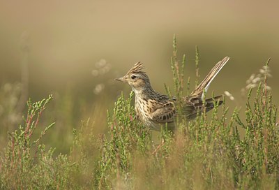 BUITEN BEELD Foto: 31824