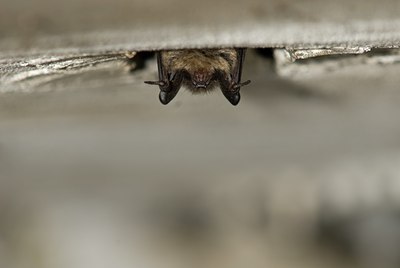 BUITEN BEELD Foto: 31857