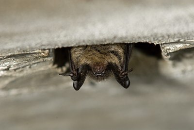 BUITEN BEELD Foto: 31858