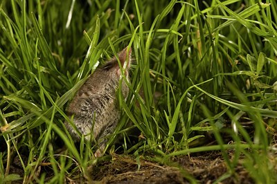 BUITEN BEELD Foto: 31875
