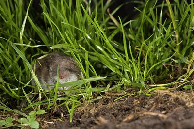 BUITEN BEELD Foto: 31877