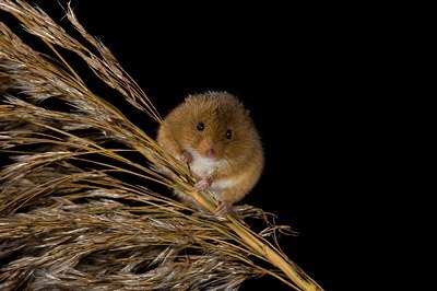 BUITEN BEELD Foto: 31881