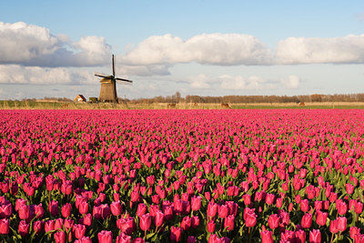 BUITEN BEELD Foto: 31935