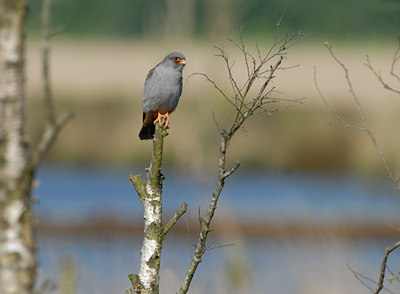 BUITEN BEELD Foto: 31953