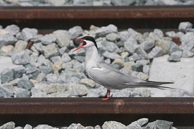 BUITEN BEELD Foto: 31986