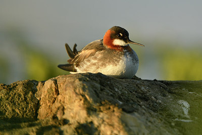 BUITEN BEELD Foto: 319040