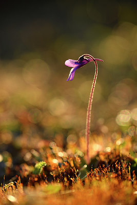 BUITEN BEELD Foto: 319042