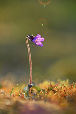 BUITEN BEELD Foto: 319043