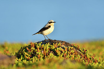 BUITEN BEELD Foto: 319047