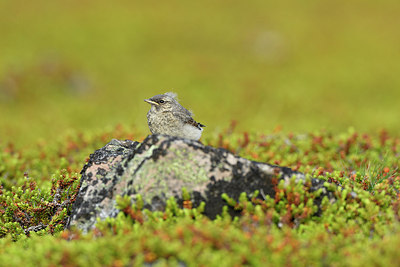 BUITEN BEELD Foto: 319052