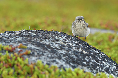 BUITEN BEELD Foto: 319060