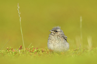 BUITEN BEELD Foto: 319061