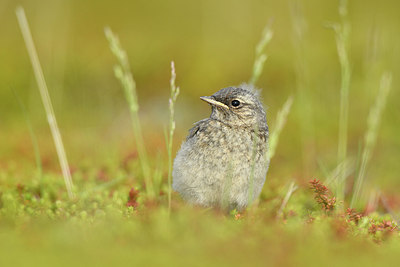 BUITEN BEELD Foto: 319062