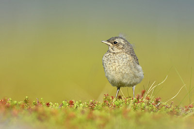 BUITEN BEELD Foto: 319064