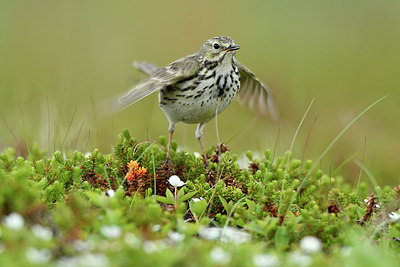BUITEN BEELD Foto: 319067