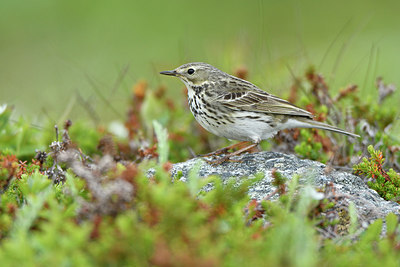 BUITEN BEELD Foto: 319072