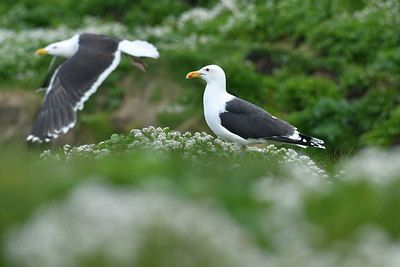 BUITEN BEELD Foto: 319112