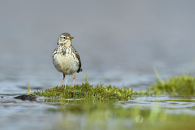BUITEN BEELD Foto: 319174