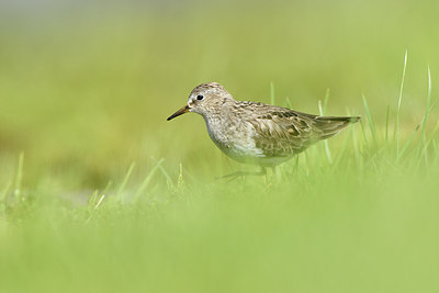 BUITEN BEELD Foto: 319176