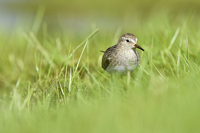 BUITEN BEELD Foto: 319182