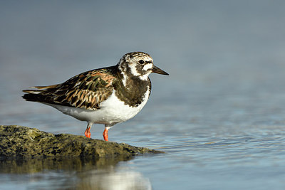 BUITEN BEELD Foto: 319198