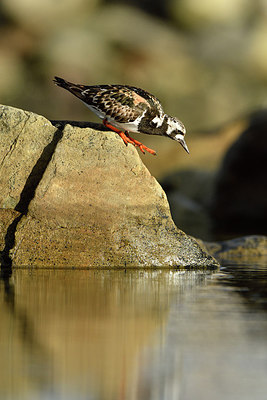 BUITEN BEELD Foto: 319200