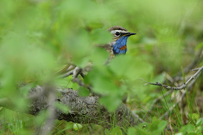 BUITEN BEELD Foto: 319205