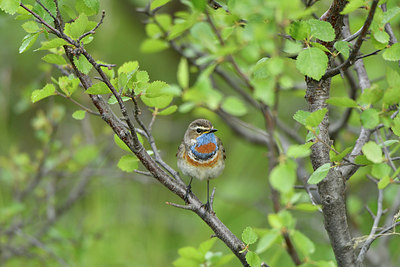 BUITEN BEELD Foto: 319225