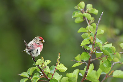 BUITEN BEELD Foto: 319243