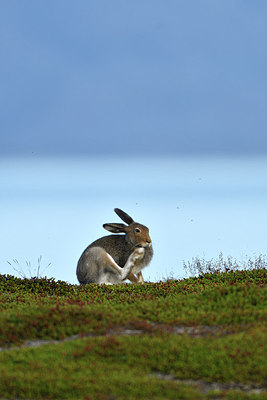 BUITEN BEELD Foto: 319263