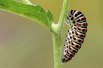 BUITEN BEELD Foto: 319350