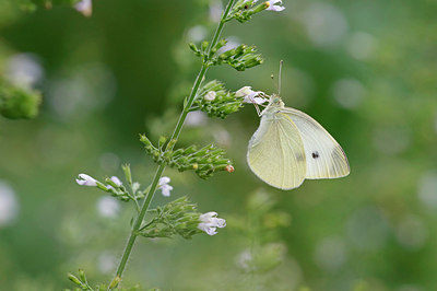 BUITEN BEELD Foto: 319351