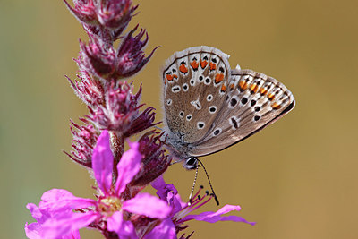 BUITEN BEELD Foto: 319365