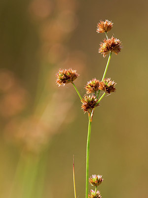 BUITEN BEELD Foto: 319400