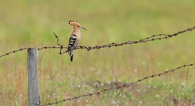 BUITEN BEELD Foto: 319404