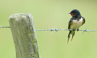 BUITEN BEELD Foto: 319438