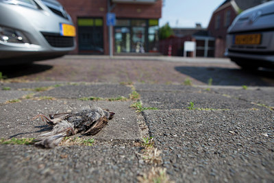 BUITEN BEELD Foto: 319454