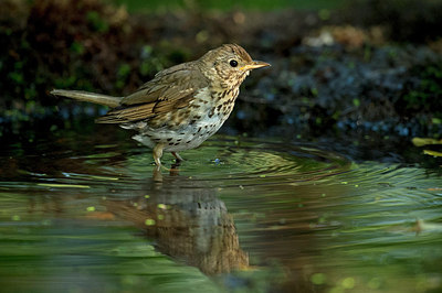BUITEN BEELD Foto: 319461