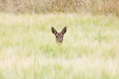 BUITEN BEELD Foto: 319519