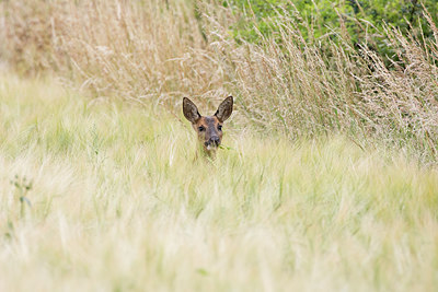 BUITEN BEELD Foto: 319520