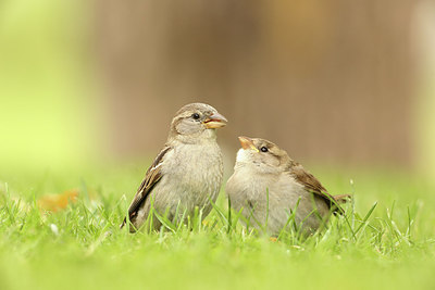 BUITEN BEELD Foto: 319543