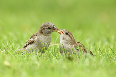 BUITEN BEELD Foto: 319546