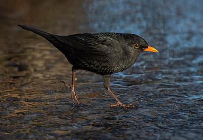BUITEN BEELD Foto: 319552