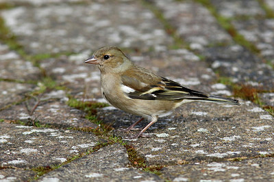 BUITEN BEELD Foto: 319556