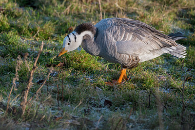 BUITEN BEELD Foto: 319840