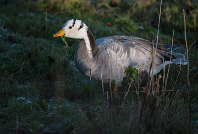 BUITEN BEELD Foto: 319852